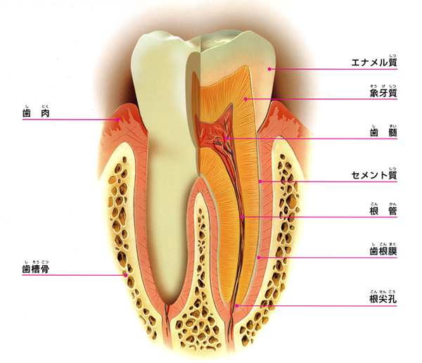 歯の構造