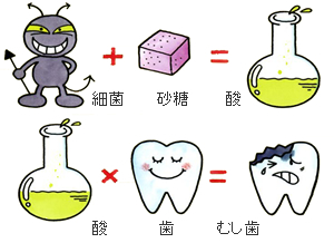 虫歯の構造